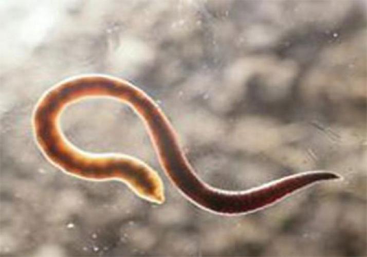 Паразити. Симптоми зараження глистами