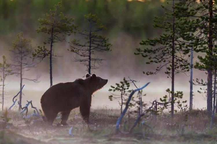 Так наказывает Хозяин тайги