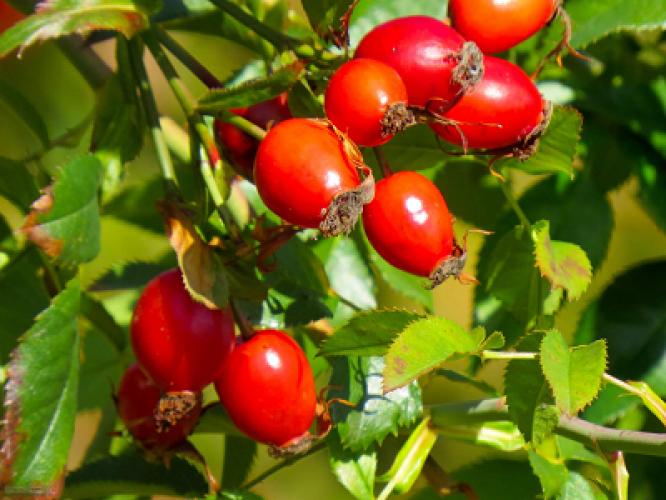 Шипшина лікувальні властивості та противопоказання