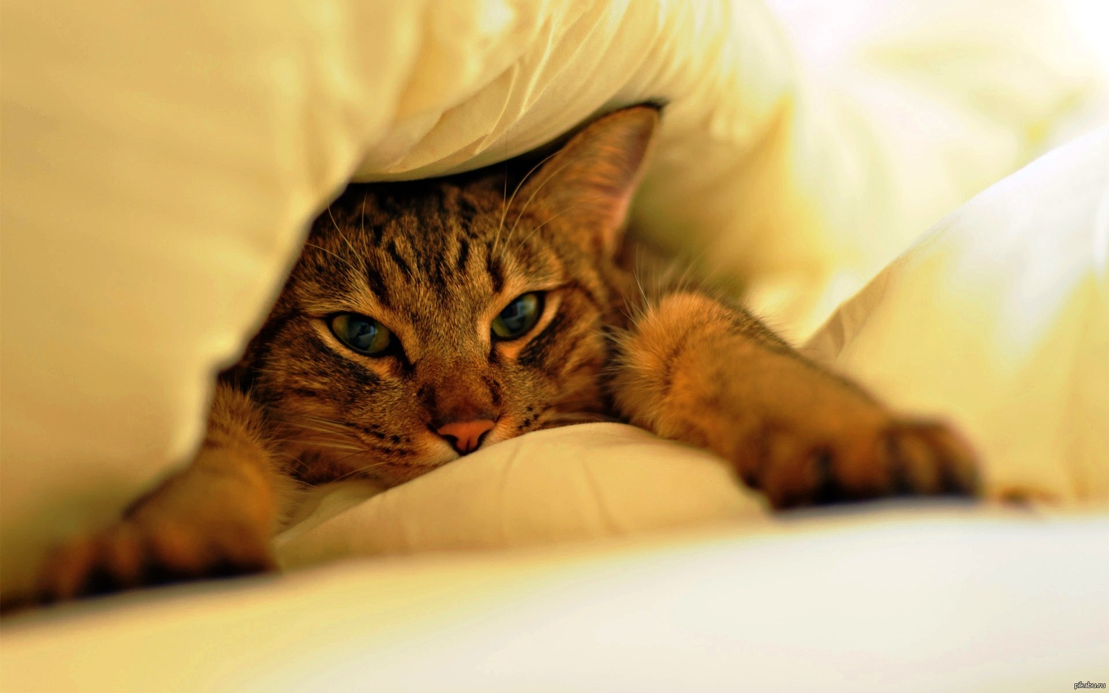 Какая энергетика преобладает в месте, где спит кошка?