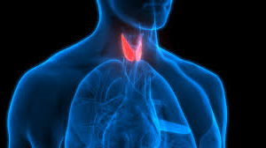 Щитовидна залоза: як потоваришувати з маленьким диригентом великого організму.