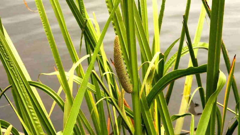 Корінь лепехи його історія та лікувальні властивості.