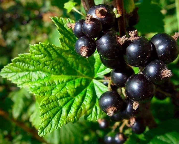 Польза чая из листьев смородины и мяты