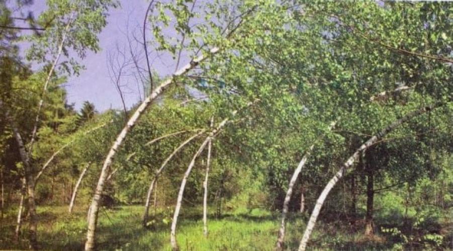 Загадочное место в лесу