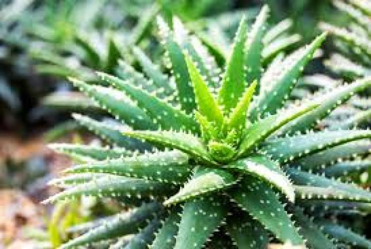 РАК и другие болезни лечит - алоэ, кагор и мед