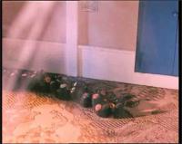 Чу-Ча - Часть - 1