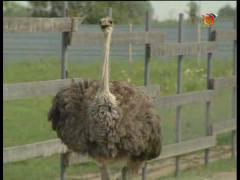 Есть такая профессия - Фермер