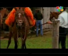 Мир удивительных приключений - Ковбои. Касатки. Голубоногие олуши и Лангусты