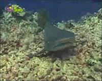 На дне моря - Белоносая акула