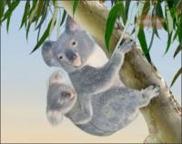 Чудо Зверята - Спасти Кенгуру!