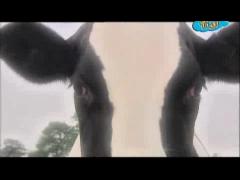 Большая ферма - Очень яркий день