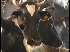 Есть такая профессия - Животновод молочник