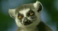 Ребятам о зверятах - Кольцехвостые лемуры