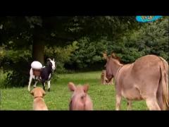 Большая ферма - Чудесное бодрясщее утро