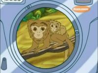 Диего, вперед! - Карликовые мартышки