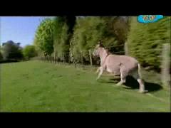 Большая ферма - Всё просто прекрасно