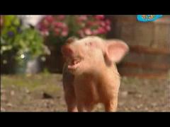 Большая ферма - Все чегото ждут