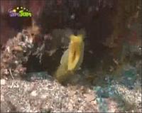 На дне моря - Ленточные мурены