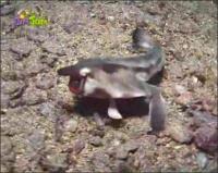 На дне моря - Красногубый нетопырь