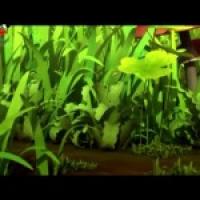 Бджілка Майя 3D (2012) - 41. Дика компанія