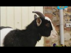 Большая ферма - Кошка Мисис Лапка родила котят