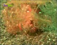 На дне моря - Волосатая скорпена