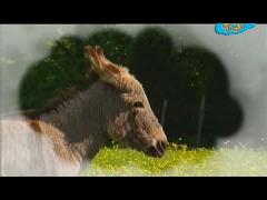 Большая ферма - Придётся ему уехать