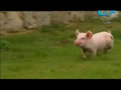 Большая ферма - Настало новое утро