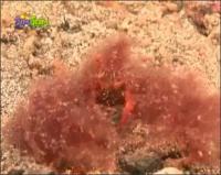 На дне моря - Крабы - орангутаны