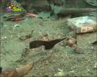 На дне моря - Травяные трубкорылы