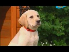 Большая ферма - Игра в прятки с поросятами