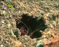 На дне моря - Рак богомол