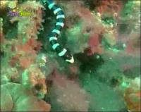 На дне моря - Гигантский плоскохвост