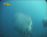 На дне моря - Китовая акула