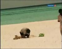 Забавная наука - 55 выпуск