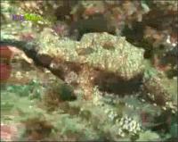 На дне моря - Рыбы - пегасы