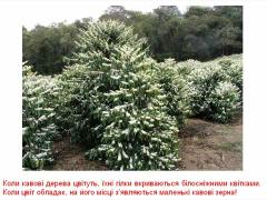 Cвіт навколо нас - Як отримують каву, какао, шоколад