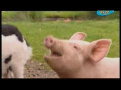 Большая ферма - Соревнование пастушьих собак