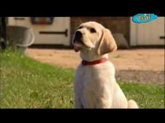 Большая ферма - Папаши и расскажи сказку