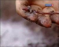 Забавная наука - 71 выпуск