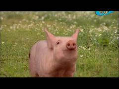 Большая ферма - Дигер прогулка и ясо