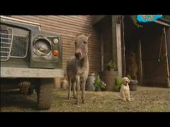 Большая ферма - Петта и Гобо посорились