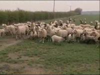 Трактор Том - Фермерское хозяйство