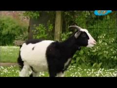 Большая ферма - Это была удивительная неделька