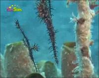 На дне моря - Пёстрый призрачный трубкорыл