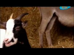 Большая ферма - Сегодня ветрянный вечер