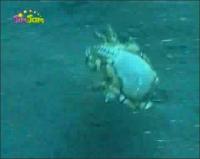 На дне моря - Лягушачий краб