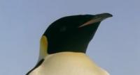 Ребятам о зверятах - Императорские пингвины