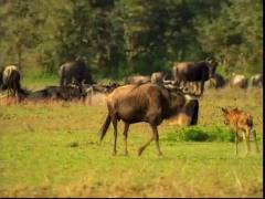 Ребенок Эйнштейн - 18. Ной - Путешествие животных