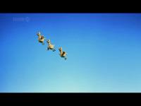 Барашек Шон - Bagpipe Buddy